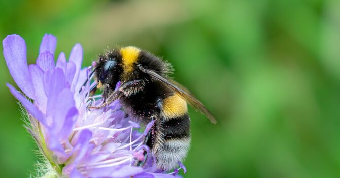 Helping Your Family’s Mental Health with Food
