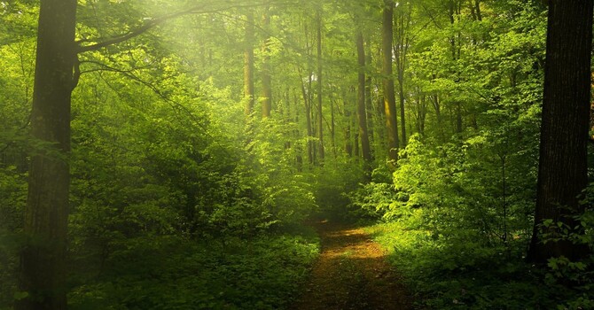 What is Neurodiversity-Affirming Therapy? image