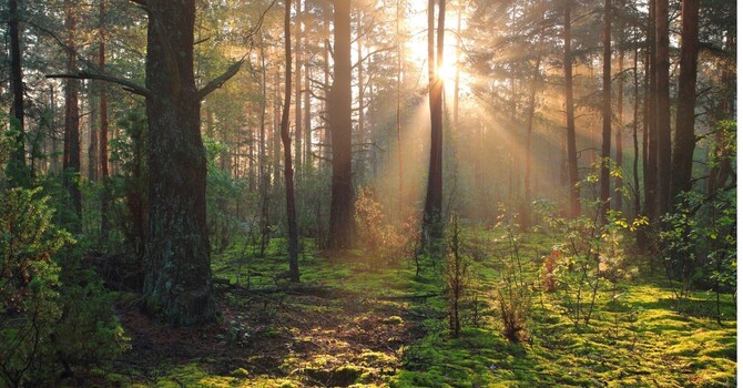 Emotions as God’s Design: The Hard but Healing Work of Embracing Them image